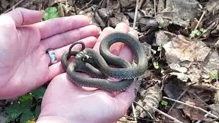 Ringelnatter