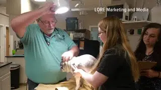 Veterinary hospital's hilarious 'welcome back' video goes viral