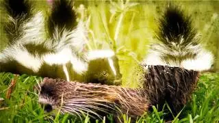 Geese Removal | The Wildlife Control Company, Inc. - Delaware, OH