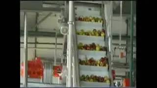 Apple puree processing line