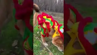 Clip Million Views -- Cute Pet -- Pet Dog Funny