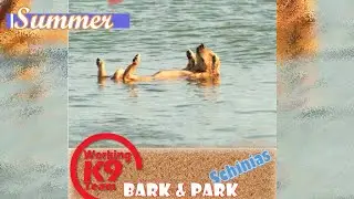 Working K9team  BARK&PARK (&Pi;&Alpha;&Rho;&Kappa;&Omicron; &Sigma;&Kappa;&Upsilon;&Lambda;&Omega;&Nu;)