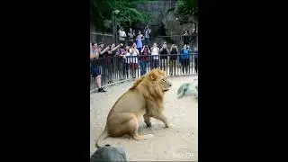 Zoo Experience That Touched My Heart | Wild Animals Up Close ASMR #cute #asmr #zoo #animals #viral.