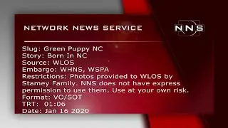 Dog Gives Birth To Green Puppy, Family Names Him &lsquo;Hulk&rsquo;