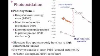 114-Photosystem II