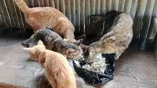 Memberi makan si munel dan teman-temannya