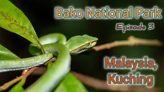 Borneo, Kuching - wildlife trip - March 2025, episode 3