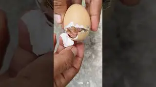 Successfully saved Stuck Baby chick #shorts #shortvideo