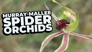 Chasing Caladenias Episode 4 - Mallee Spider Orchids at Lowan Conservation Park, South Australia