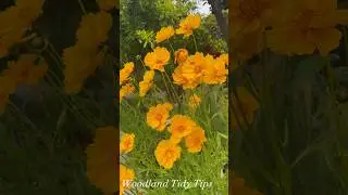 15 Low Maintenance Flowers to Elevate your Southern California Garden| BirdofParadise #flowers