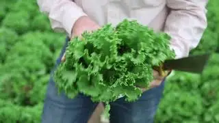 Learn More About Our Flavorful & Fresh Green & Red Leaf Lettuce
