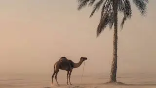 Arabic Afro House 