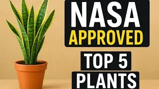 Top 5 NASA Approved Plants 🌱 | Home Air Purifying Plants | Snake Plant| Areca Palm