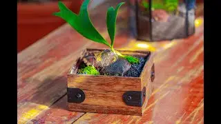 plant Staghorn Fern with a wood box planter