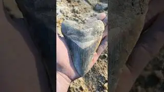 GIANT MEG TOOTH found by Blaine B with @Fragladon. Huge size for this fossil shark tooth #wow #rare