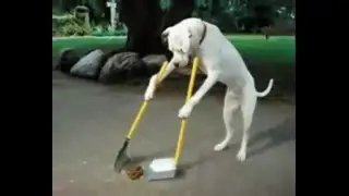 Slideshow of Funny Dogs