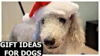 Dog Christmas present - cool christmas gift ideas 2016