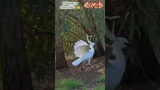 Птицы, Прекрасная природа