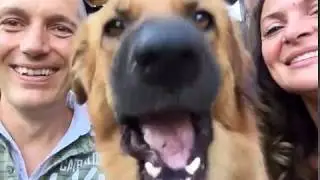 Sposi con il cane al matrimonio, come funziona il Wedding Dog Sitter