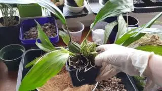 Пересадка Gongora и Stanhopea Tigrina в корзинку.