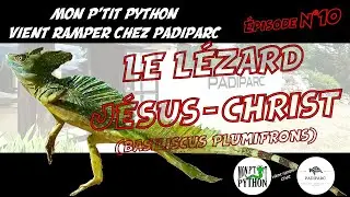 Le LÉZARD JÉSUS - CHRIST (BASILISCUS PLUMIFRONS)