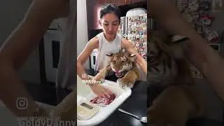 Let me Eat Mumma 😡#tiger #cubs #cute #wildlife Adding Fish Oil ,Vitamins ​⁠