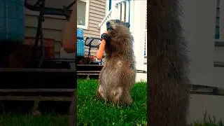 Mr. Sparkle Bad Puns and Dad Jokes Is How Eye Roll Too 🥕🐾 #groundhog #funny #lol #cute #adorable