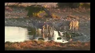 Wonders of Hashem Safari Adventure: Fun Zebra facts from the Torah