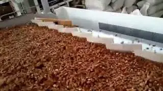 Hulled Almond Screen Cleaning Site 1 Tunis