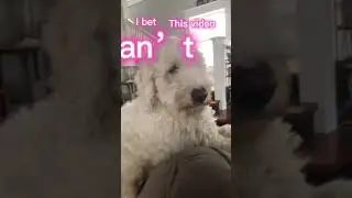 #ibet