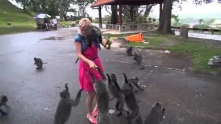 Обезьянья атака (Серебристолистные обезьяны)