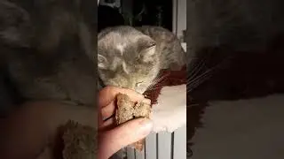 Кошка ест ржаной хлеб на закваске