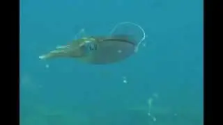The Caribbean Reef Squid