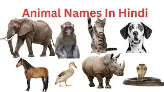 Animals Name in Hindi 🐯 | जानवरों के नाम | Animal Name Song Hindi for Kids