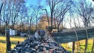 Multiple birds eating on crisp cold morning ASMR