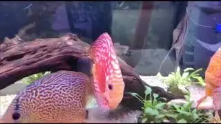 Como desparasitar pez disco