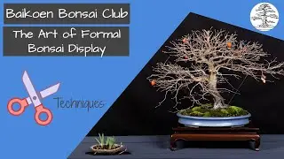 The Art of Formal Two Point Bonsai Display -  Bonsai Technique - Baikoen Bonsai Club