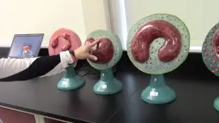White Blood Cells