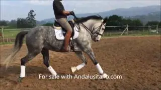 Lusitano X Thoroughbred Mare