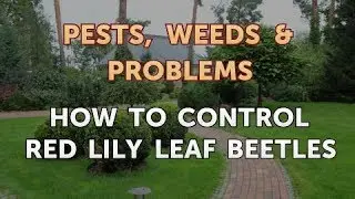 How to Control Red Lily Leaf Beetles