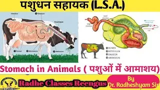 Stomach in animals (पशुओं में आमाशय) Animal Husbandry Ruminant stomach @ Radhe Classes Reengus