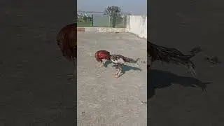 Best blood line Cheena #viral