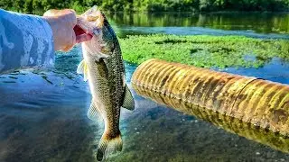 WHY Fish Can Be Caught In DRAIN PIPES