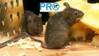 Comprehensive Rodent Treatment Solutions in Sydney Inner West for Homes & Businesses