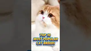 Top 10 Most Popular Cat 🐈 Breeds in The World 🌎#top10cats  #catbreeds  #popularcats