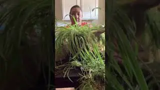 Transfer Shock Spider Plant! #spiderplant #spiderplantcare #waterpropagation #plant #plantlover