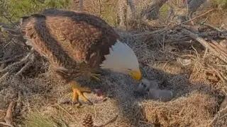 Alex II brings mos, Andria III start feeding babies | Kisatchie National Forest E-3 | Jan 31, 2026