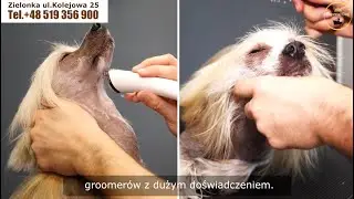 Imperial Dog - Prezentacja video w serwisie Ząbki24 tv.