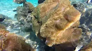 0089c Huahine Anemone Clown Fish - sound of Waves and Birds