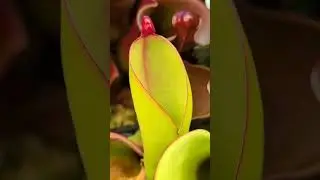 Gaze inside this alien plant.